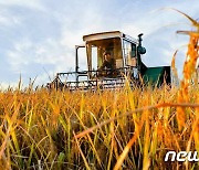 '가을 수확'에 돌입한 북한.."제 기일에 끝낼 각오로 영농작업 박차"