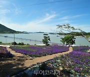 보라빛향연 즐기러 신안 퍼플섬 '아스타꽃 축제'로