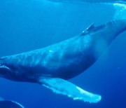 [사이언스샷] 초비만 고래가 고혈압과 암 피하는 비결은?