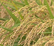 [조간브리핑] 쌀값 하락 막을 수 있을까..정부, 45만 톤 시장 격리