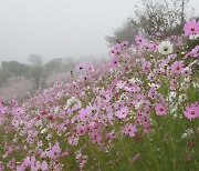 [곡성소식] 석곡 코스모스음악회 10월 1~3일 개최