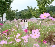 영동 노근리 평화공원 가을 꽃으로 물들다