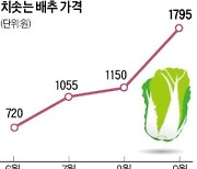 "김장 부담 더세요"..반값 배추 내놓은 롯데마트