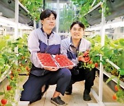 드림팜, 겨울에만 출하되던 딸기, 사계절 생산 기술 개발