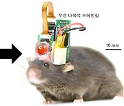뇌신호 측정 가능한 무선 브레인칩 개발 성공..칩 하나로 생쥐 조종한다