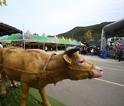 홍천 '인삼왕' '한우왕'은 누구..30일 축제 개막