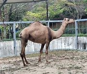광주 우치공원 동물원에 단봉낙타·붉은코코아티·라쿤 '보금자리'