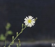 [포토친구] 왕고들빼기 꽃