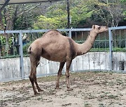 낙타·코아티·라쿤, 광주 우치공원 동물원에 보금자리