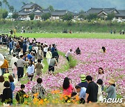 "장성 황룡강 가을 꽃축제 즐기면서 일자리도 찾으세요"