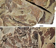 인간 턱의 기원 밝혀주는 고대 유악어류 4종 중국 남부서 발굴(종합)