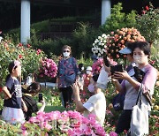 [포토]장미 정원에서 사진 찍는 시민들