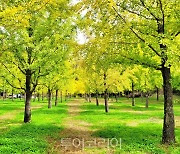 홍천 가을명소 '은행나무 숲' 3년만에 재개방..10월 한달간 무료