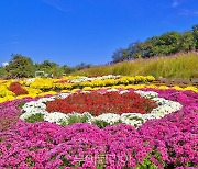 익산시 천만송이 국화꽃에 물들다.. 이달 21일 개최