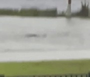 "집앞 도로에 상어가"..허리케인 덮친 플로리다서 주민신고(영상)
