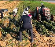 전남농협 퇴직 동인회 영농지원단 인력지원