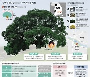 [그래픽] '우영우 팽나무'로 보는 천연기념물 지정