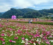 제68회 백제문화제 찾은 관광객