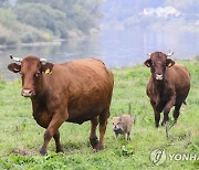 '우리는 한식구'..길잃은 아기 멧돼지 받아준 독일 농장 소떼