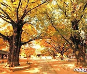 북한 '천연기념물 보호' 과시.. 개성 성균관은행나무 소개