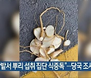 "인삼밭서 뿌리 섭취 집단 식중독"..당국 조사