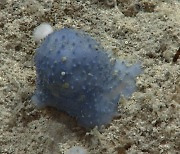 "파란색 젤리인줄"..카리브 해저서 발견된 정체불명 이 생명체는