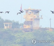 북한 초소 지나는 철새들