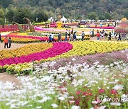 가을꽃 만발한 인제 축제장