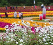 가을꽃 만발한 인제 축제장