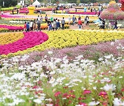 인제 가을꽃축제 찾은 관광객들