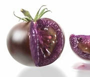 '항산화물질 10배' 보라색 GMO 토마토, 드시겠습니까?