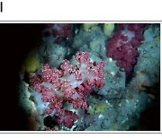 [10월 해양생물]붉은자태 뽐내는 빨강해면맨드라미