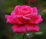 [사진] 장미 위 맺힌 이슬 빗방울, 아름답네요