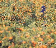 제주서 농사짓고 싶어도 농지 비싸서 못 사..㎡당 18만원