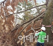 산림청 "소나무재선충병 반드시 잡는다"..내년 4월까지 집중 방제