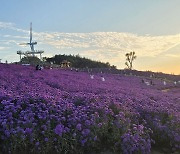 거창군 제2회 감악산 꽃&별 여행 인기몰이..10만여명 방문