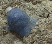 카리브 해저에서 '파란 괴생명체' 발견.."학계에 보고 된 적 없는 신종"