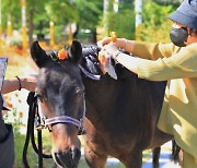 부산경남경마공원, 장기암환자에 '호스세러피' 진행