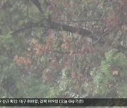 천연기념물 1호 대구 측백나무숲..넝쿨 감기고 '고사'