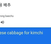 구글 번역기에 '김치용 배추' 넣으니 'Chinese cabbage'가 떠..