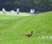 韓 레저산업연구소 "대기업 골프장 그린피, 다른 곳과 똑같이 ↑"