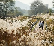 [김해소식] 화포천습지생태공원 가을 체험 프로그램 개설
