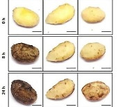 툴젠, 신품종 감자 미국 농무부서 GMO 규제 면제 승인