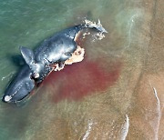 [포토] 아르헨티나 해안가의 고래 사체