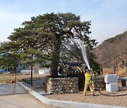 천연기념물 '울진 행곡리 처진소나무' 씨앗 영구 보존