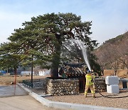 울진 산불에 위협당한 천연기념물, 종자 영구 보존한다