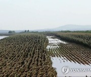 "북한 식량수급, 김정은 집권 후 퇴보..부족 규모 더 커져"