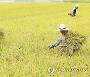 대표 경기미 '이천쌀' 수매가 5천원 인하..타 시군에 영향 주목(종합)