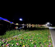 가을꽃축제 개막 앞둔 장성 황룡강, '야경 이쁘네'