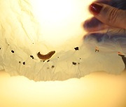 [사이언스샷] 침으로 비닐봉지 녹이는 나방 애벌레